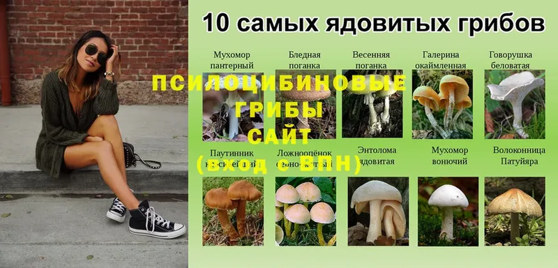 Псилоцибиновые грибы Cubensis  Бодайбо 